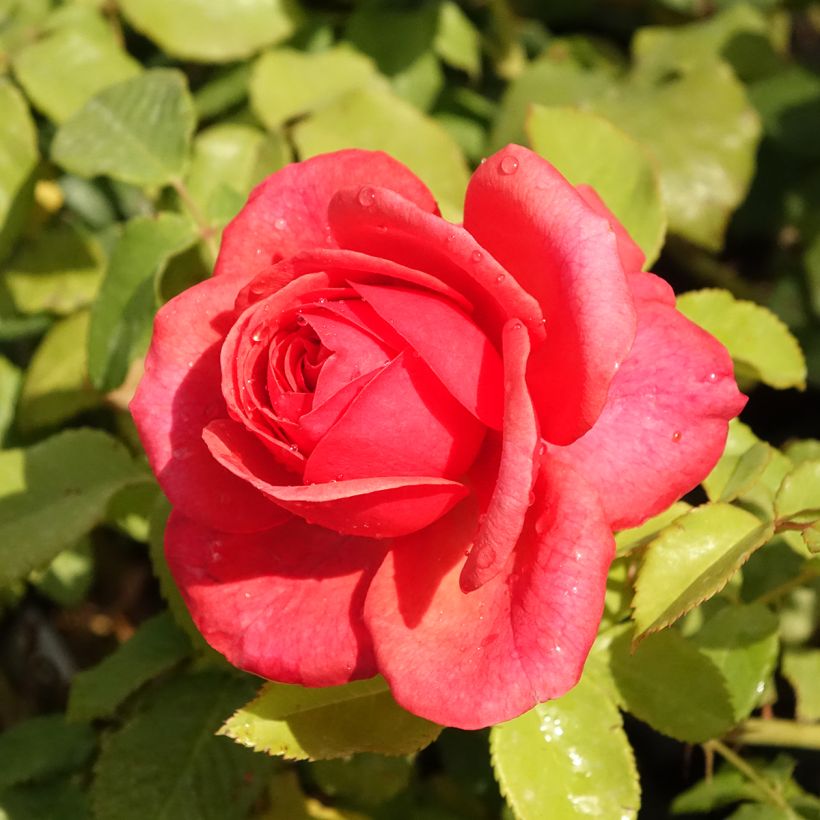 Rosa Sir Lancelot   (Flowering)