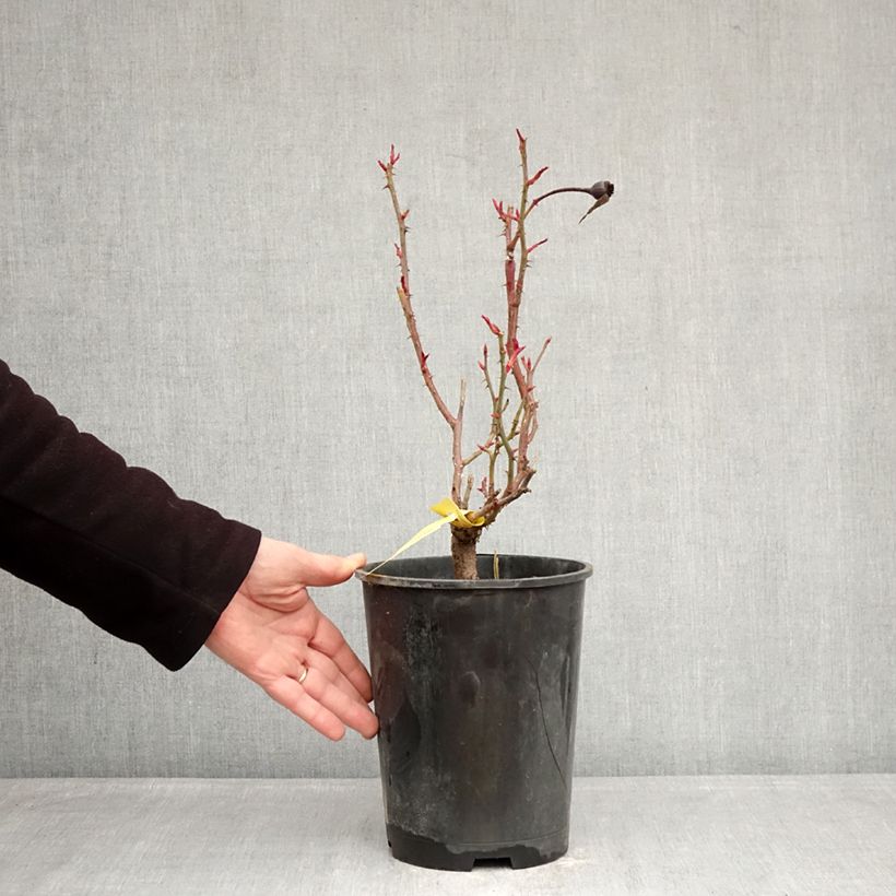 Rosa Sir Lancelot   4L/5L pot sample as delivered in winter