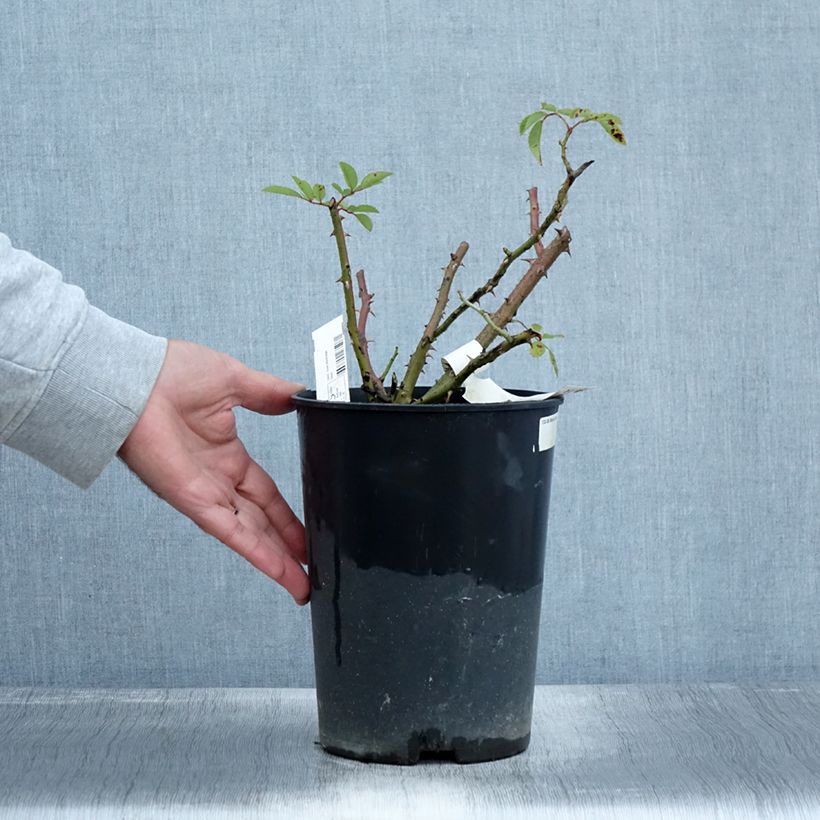 Rosa x moschata Alden Biesen 4L/5L pot sample as delivered in autumn