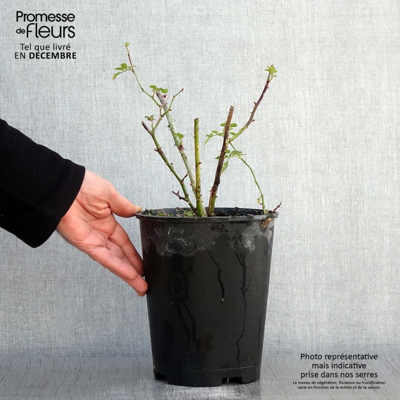 Rosa moschata Annelies - Musk Rose 4L/5L pot sample as delivered in autumn