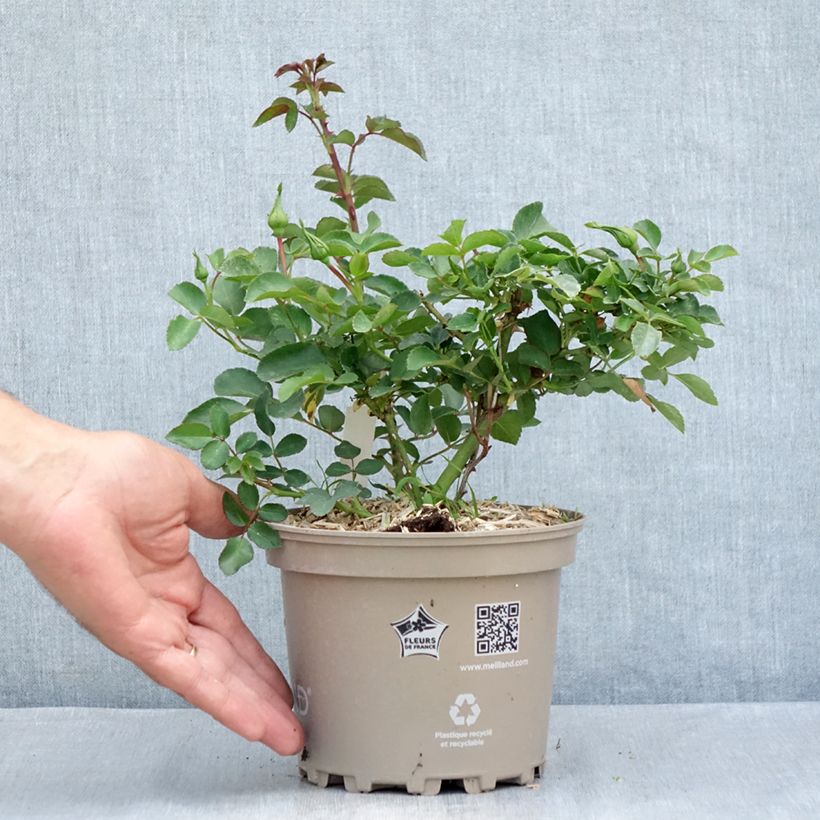 Rosa White Meillandecor -  Groundcover Rose 2L/3L pot sample as delivered in summer