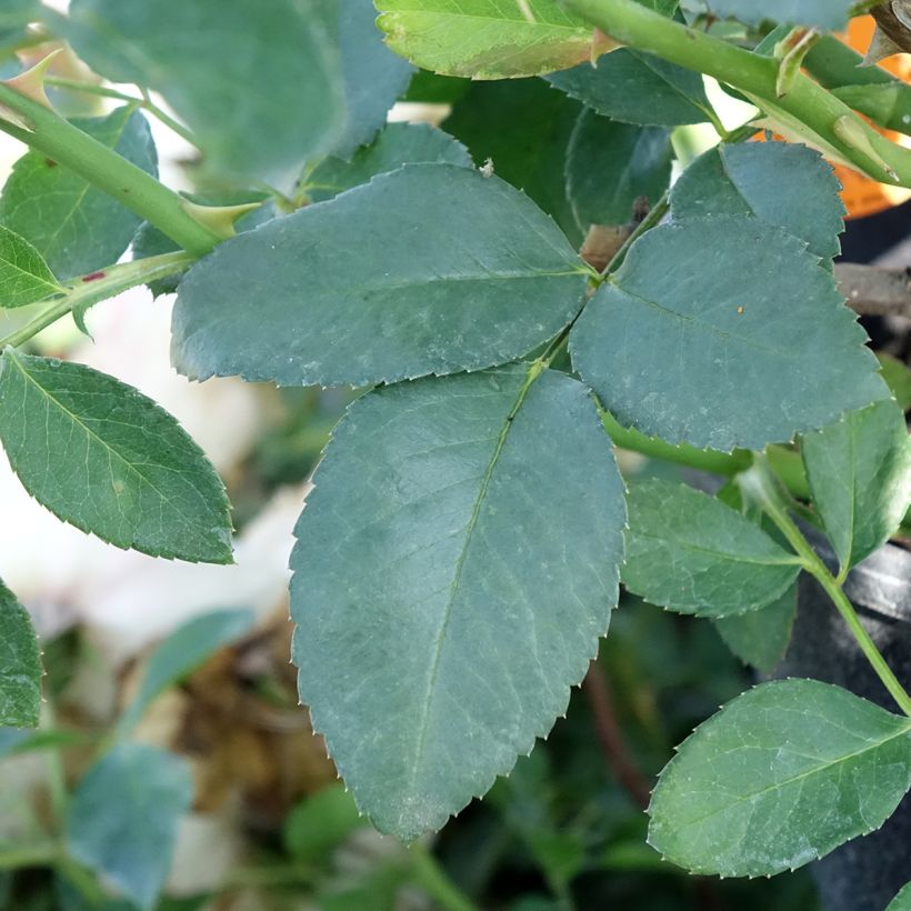 Rosa White Meillandecor - Groundcover Rose (Foliage)