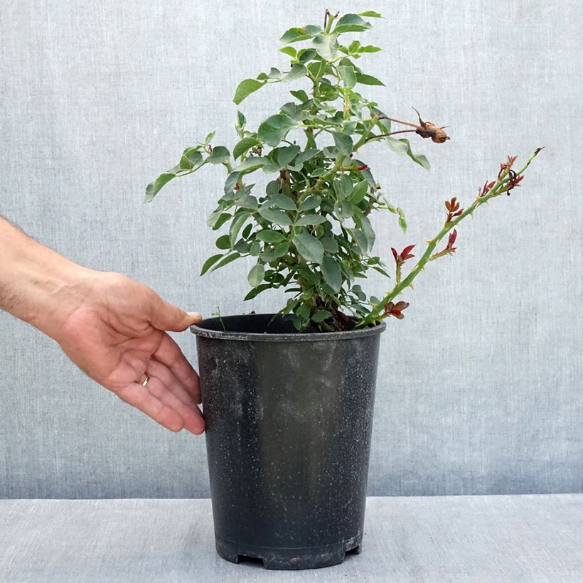 Rosa White Meillandecor -  Groundcover Rose 4L/5L pot sample as delivered in summer
