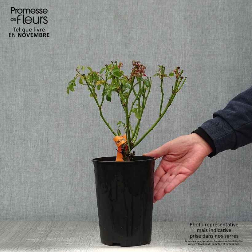Rosa Bonica 3L/4L pot sample as delivered in autumn