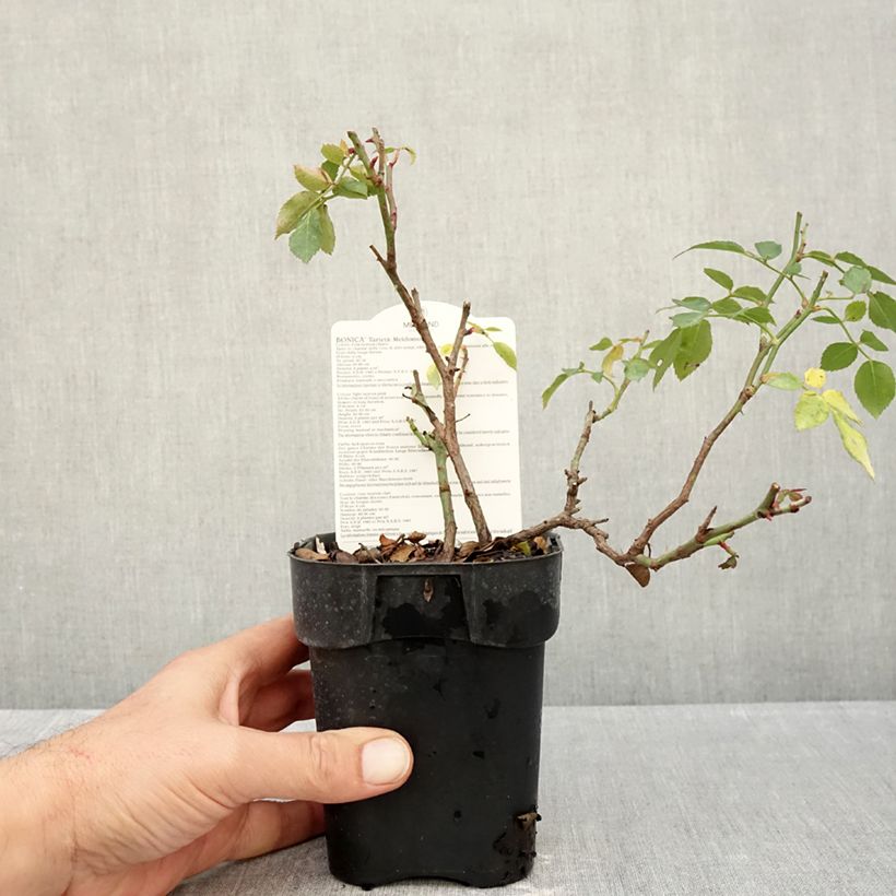 Rosa Bonica 10cm/11cm pot sample as delivered in autumn