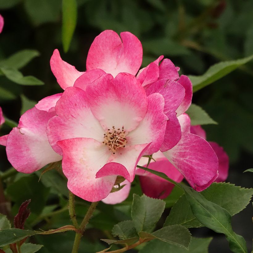 Rosa x floribunda 'Bukavu' - Shrub Rose (Flowering)