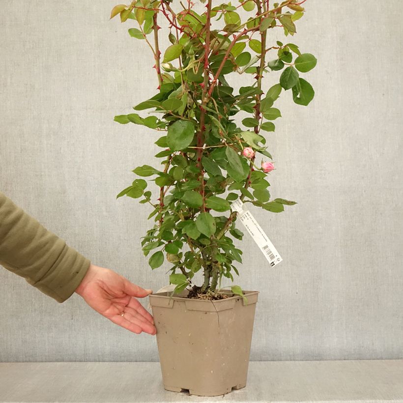 Rosa x polyantha Centenaire de Lourdes  4L/5L pot sample as delivered in spring