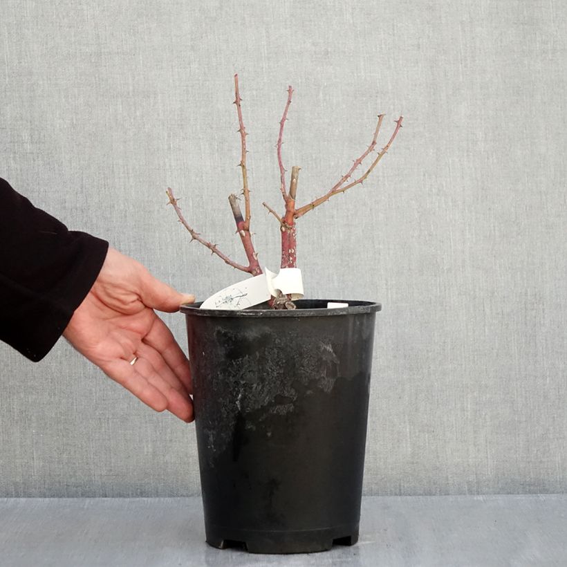 Rosa moschata Chateau de Munsbach - Musk Rose 4L/5L pot sample as delivered in autumn