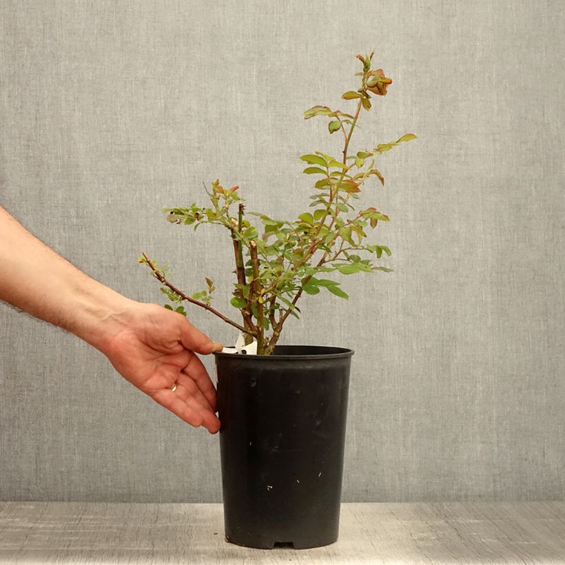 Rosa moschata Chateau de Munsbach - Musk Rose 4L/5L pot sample as delivered in spring