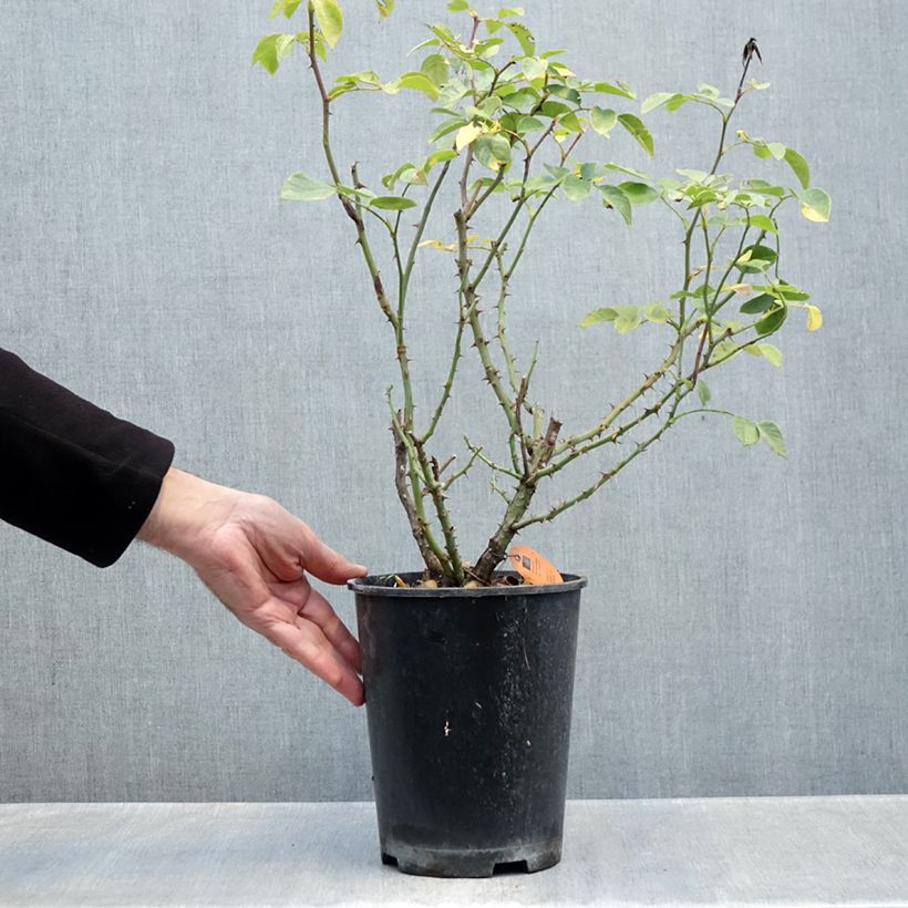 Example of Rosa Déborah Meillandecor -  - Groundcover Rose 4L/5L pot as you get in automne