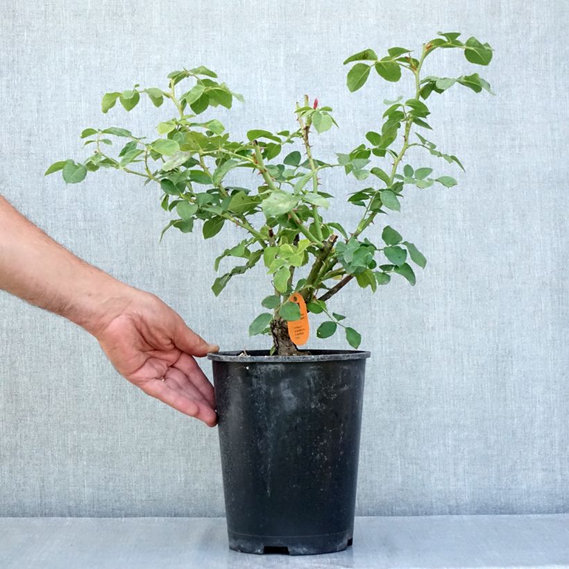 Rosa Déborah Meillandecor -  - Groundcover Rose 4L/5L pot sample as delivered in summer