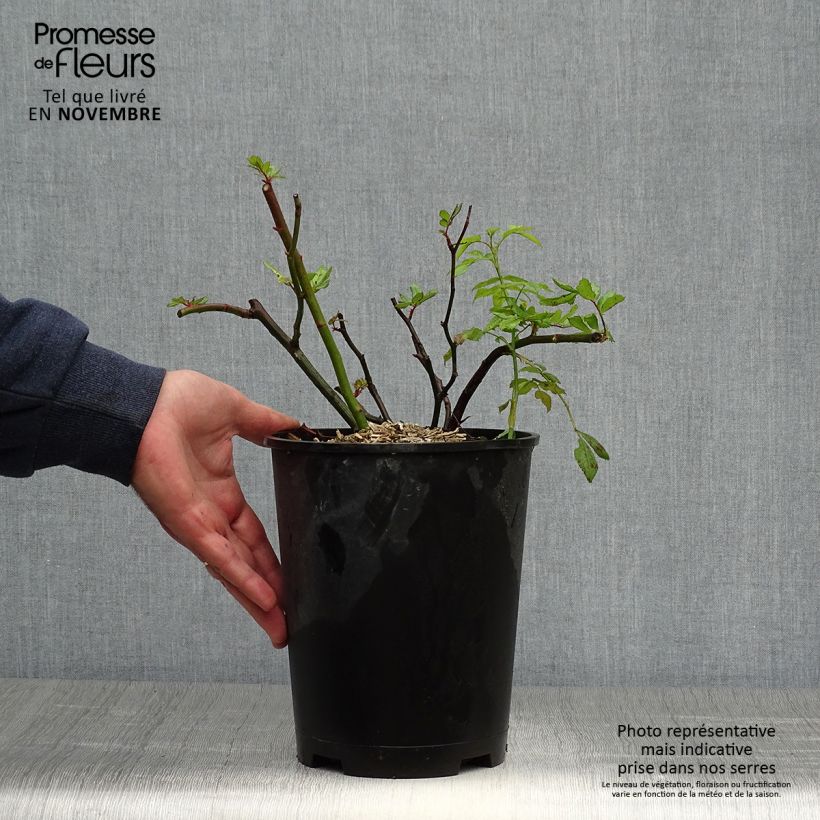 Rosa x moschata Dinky 4L/5L pot sample as delivered in autumn
