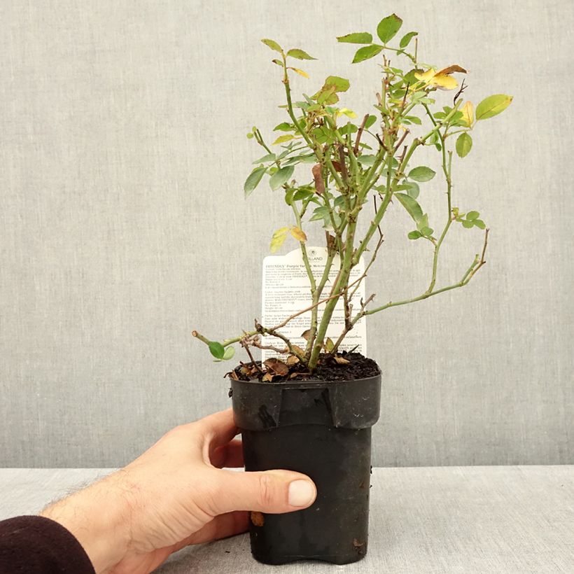 Rosa x polyantha Friendly 'Purple Meicosme' - Polyantha Rose 10cm/11cm pot sample as delivered in autumn