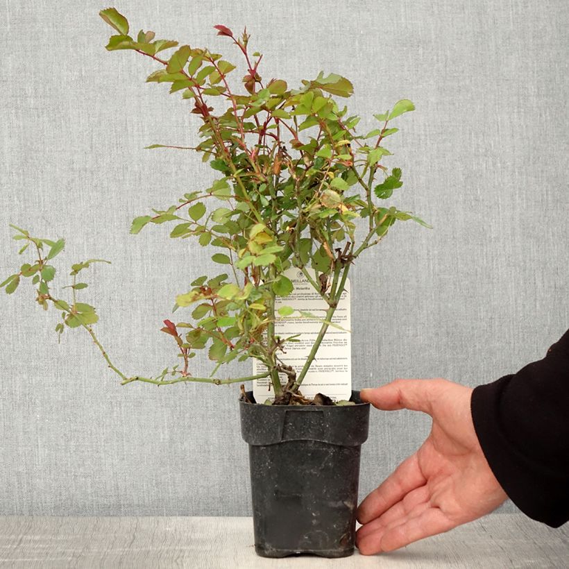 Rosa x polyantha Friendly 'Red Meiariba' - Polyantha Rose 10cm/11cm pot sample as delivered in spring