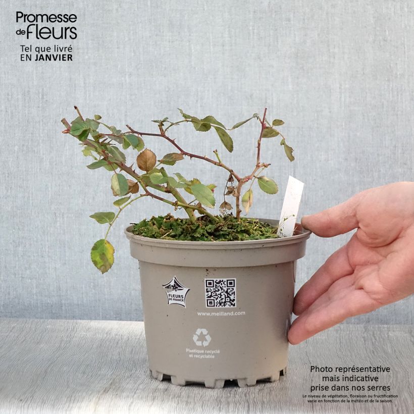 Rosa x polyantha Friendly 'Red Meiariba' - Polyantha Rose 2L/3L pot sample as delivered in winter