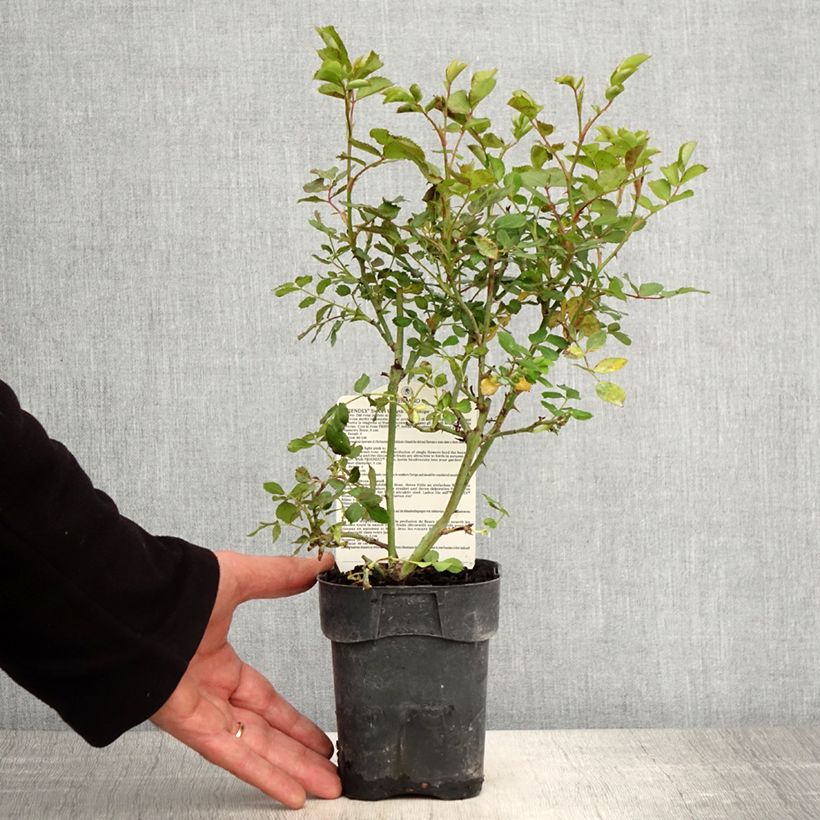 Rosa polyantha 'Sweet Meinatope' - Polyantha Rose 10cm/11cm pot sample as delivered in spring