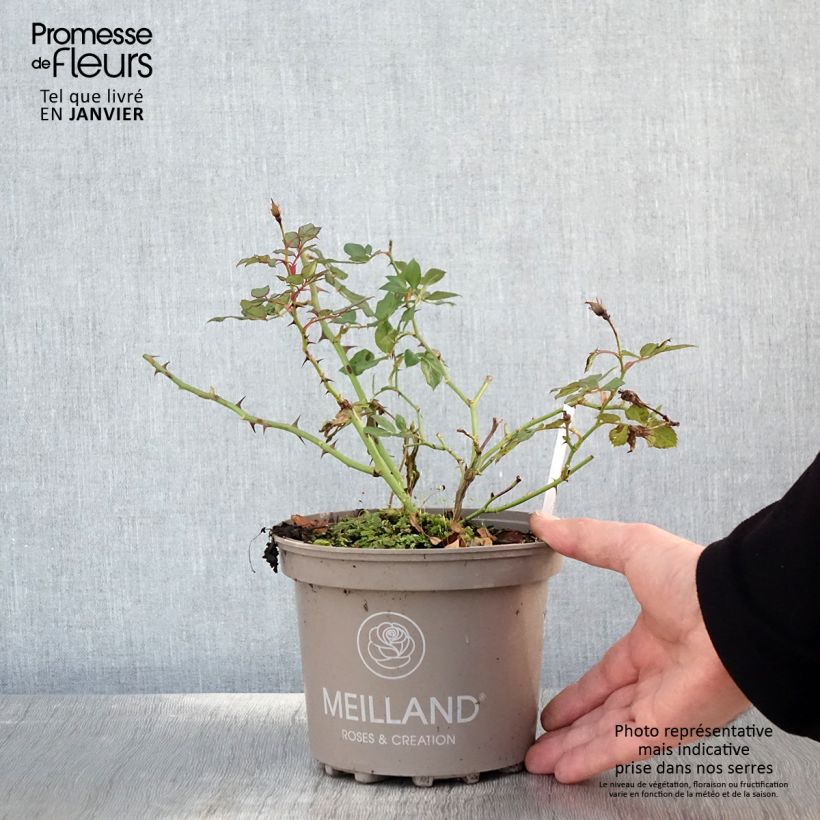 Rosa polyantha 'Sweet Meinatope' - Polyantha Rose 2L/3L pot sample as delivered in winter