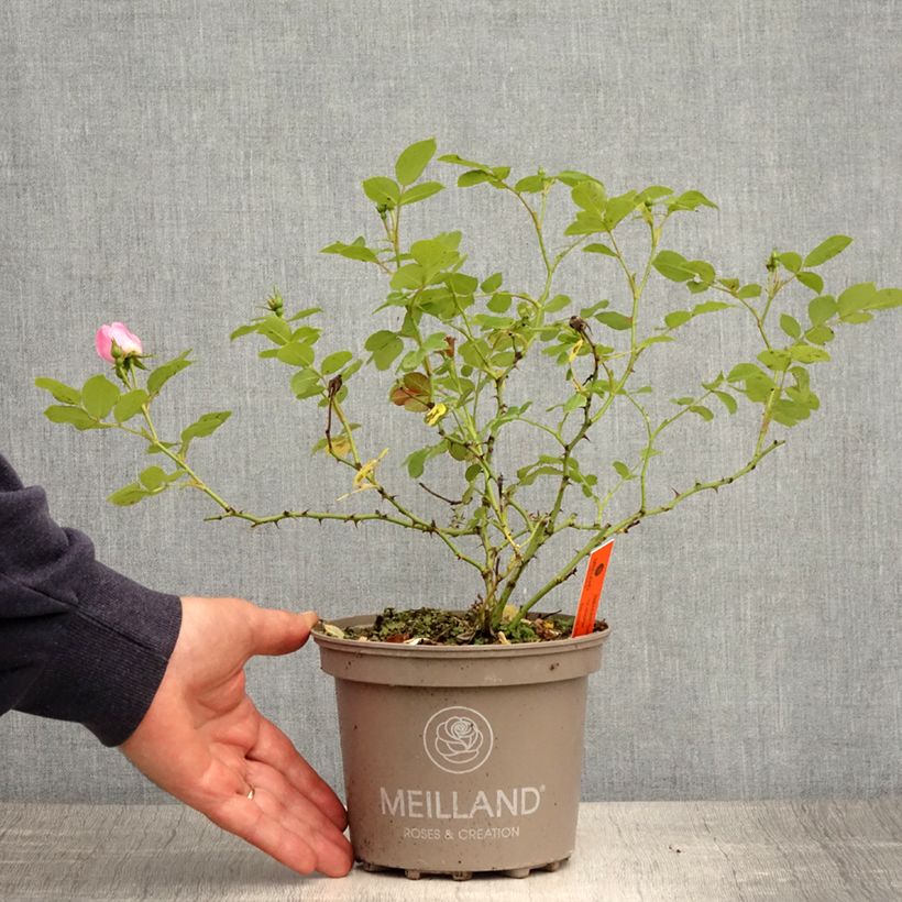 Rosa polyantha 'Sweet Meinatope' - Polyantha Rose 2L/3L pot sample as delivered in spring