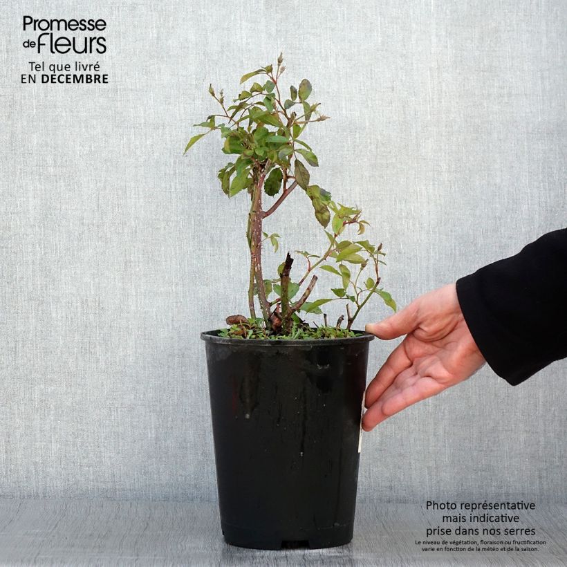 Rosa x moschata Frisson Frais - Musk Rose 4L/5L pot sample as delivered in autumn