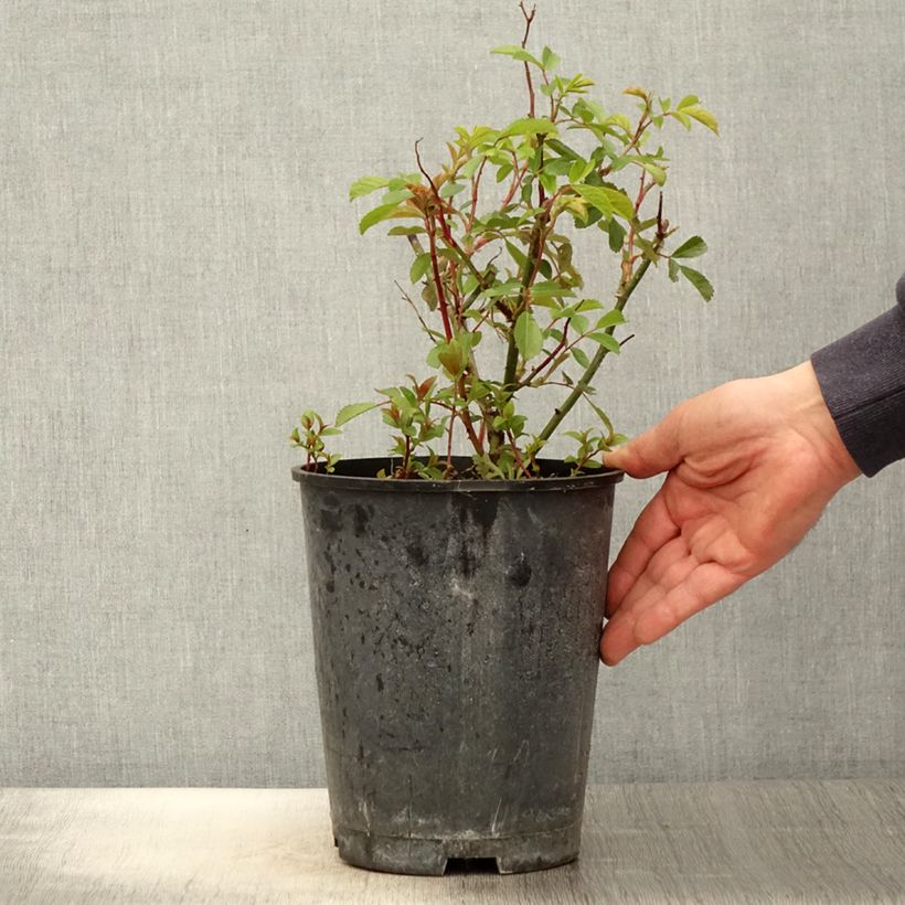 Rosa x moschata Frisson Frais - Musk Rose 4L/5L pot sample as delivered in spring