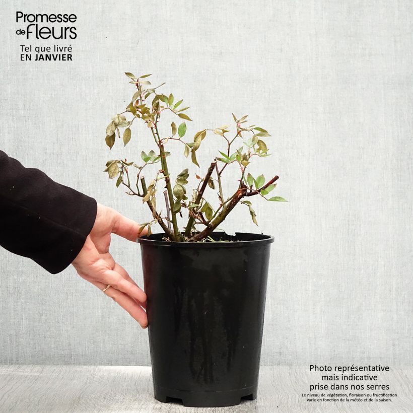 Rosa Gaard um Titzebierg - Musk Rose 4L/5L pot sample as delivered in winter