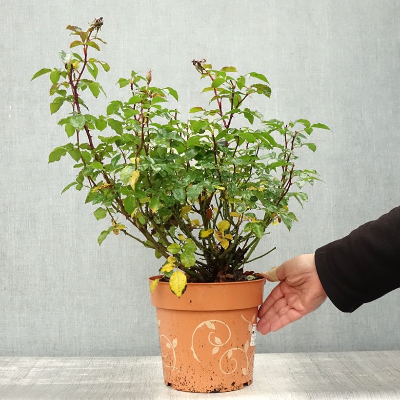 Rosa floribunda Havanna 6L/7L pot sample as delivered in autumn