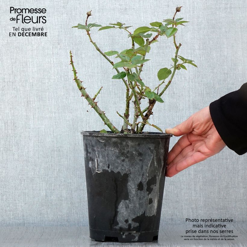 Rosa x moschata Heavenly Pink 4L/5L pot sample as delivered in autumn