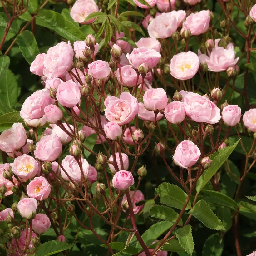 Rosa x moschata Heavenly Pink (Flowering)