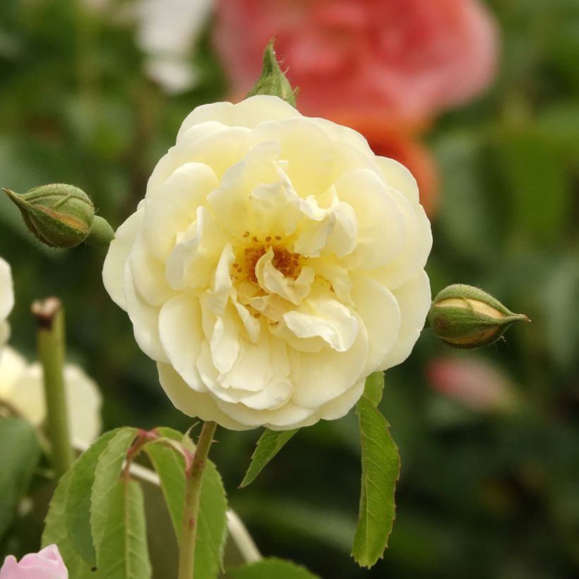 Rosa x moschata 'La Feuillerie' (VELgugrat) (Flowering)