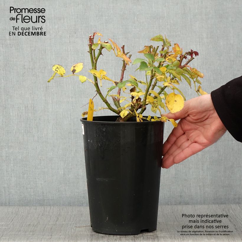 Rosa x floribunda 'Mariatheresia'  - Shrub Rose 4L/5L pot sample as delivered in autumn