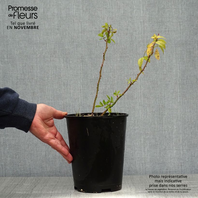 Rosa Matchball - Hybrid Musk 4L/5L pot sample as delivered in autumn