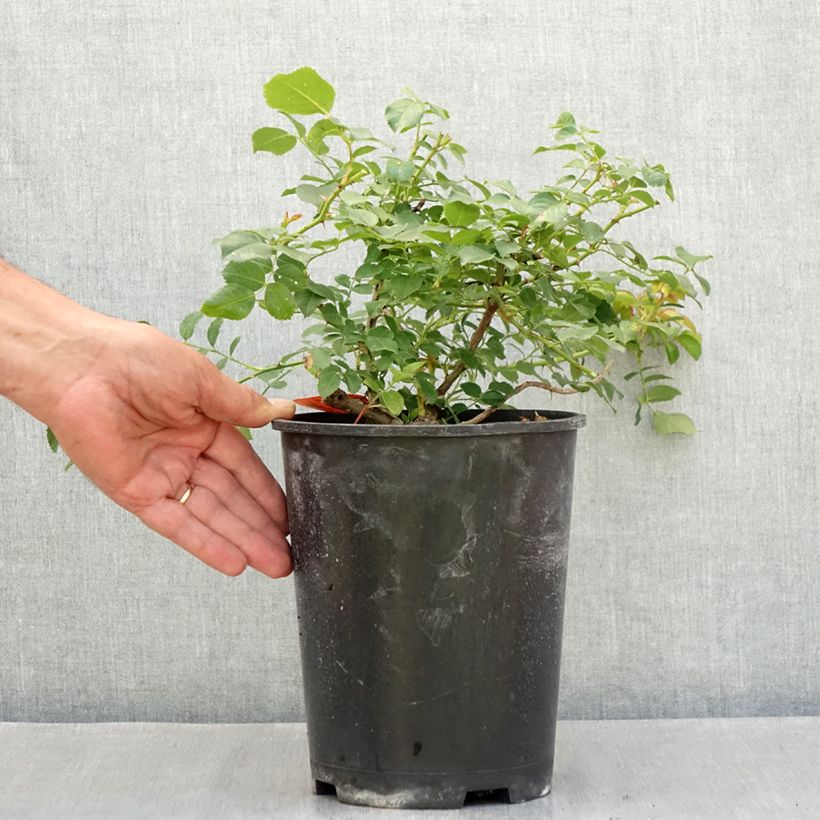 Rosa Nadia Meillandecor -  Groundcover Rose 4L/5L pot sample as delivered in summer