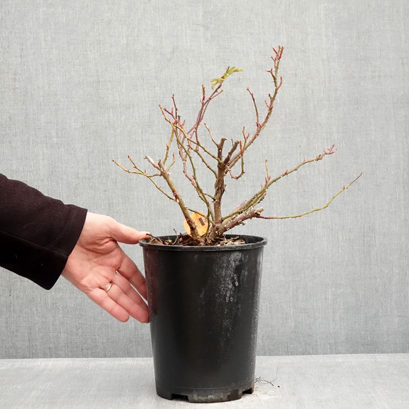 Rosa Nadia Meillandecor -  Groundcover Rose 4L/5L pot sample as delivered in winter