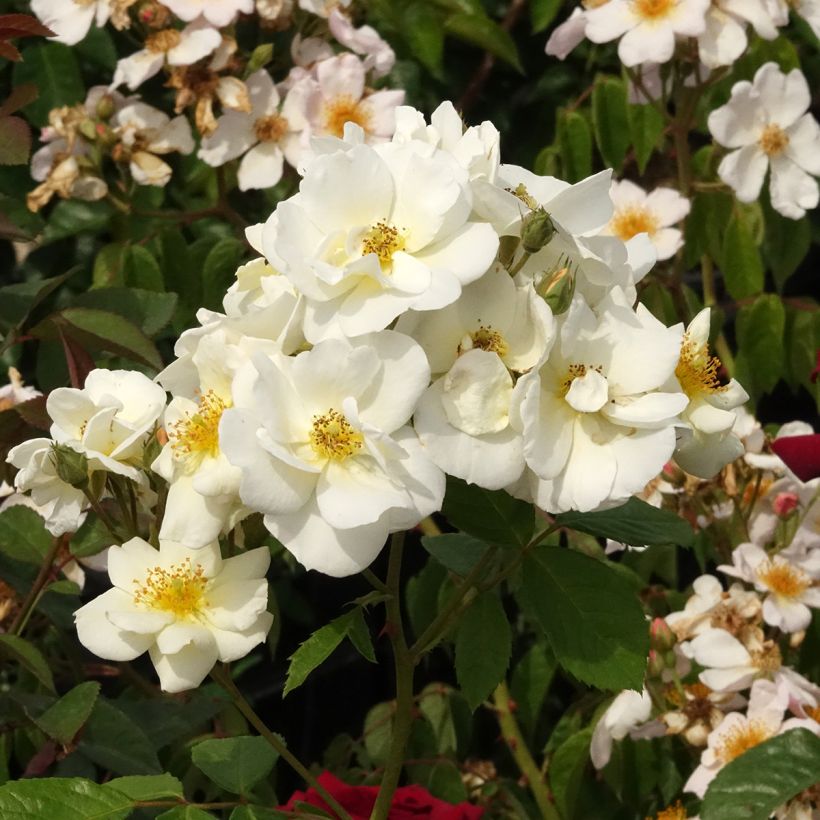 Rosa x moschata 'Omi Oswald' - Shrub Rose (Flowering)