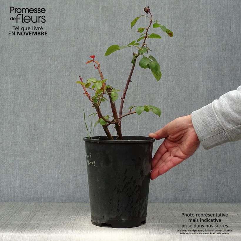 Rosa Grand Hotel - hybrid tea rose 4L/5L pot sample as delivered in autumn