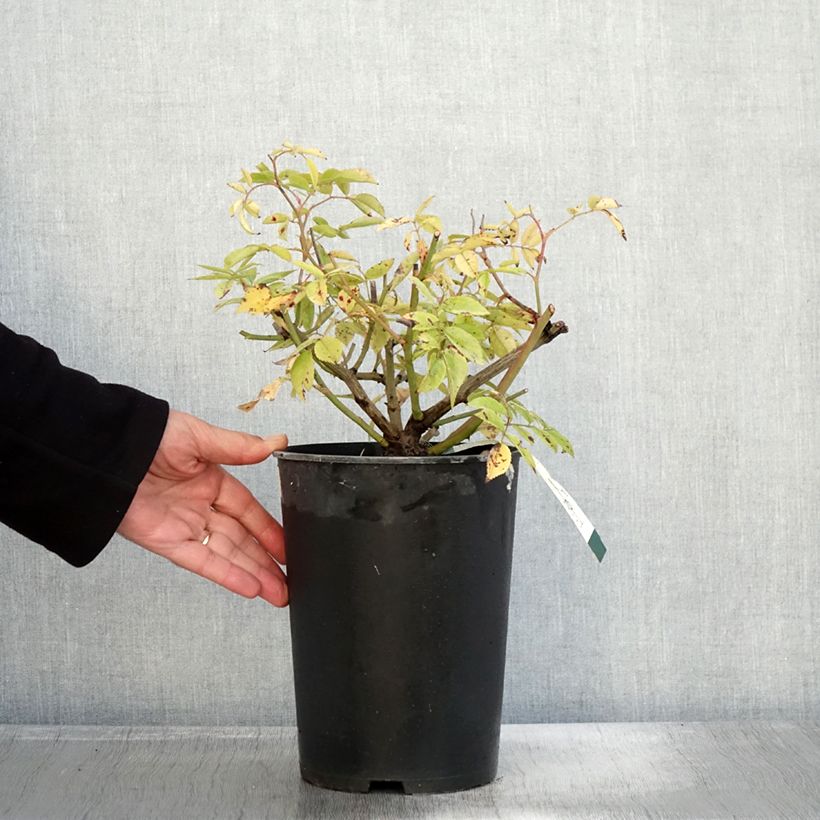 Rosa Petite de Terre Franche - Hybrid Musk rose 4L/5L pot sample as delivered in autumn