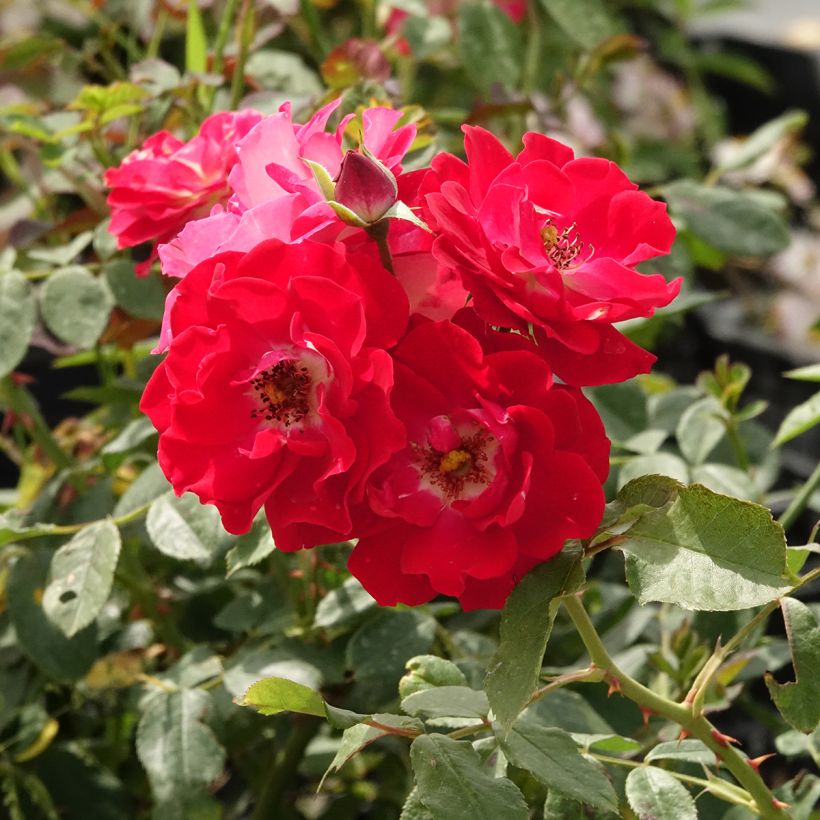 Rosa floribunda Pirouette (Flowering)