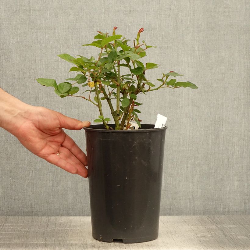 Rosa Prins Alexander - Hybrid Tea Rose 4L/5L pot sample as delivered in spring