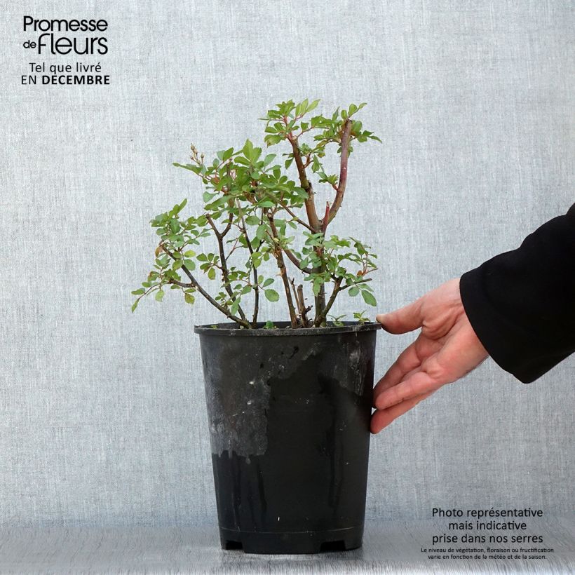 Rosa Puccini - Hybrid Musk Rose 4L/5L pot sample as delivered in autumn