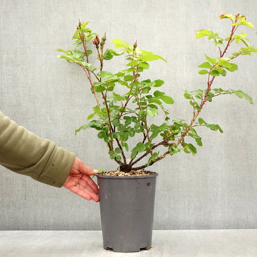 Rosa Robusta - Rugosa rose 4L/5L pot sample as delivered in spring