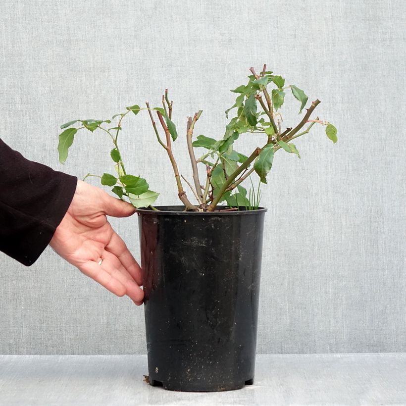 Rosa x moschata 'Rosalita' - Shrub Rose 4L/5L pot sample as delivered in autumn