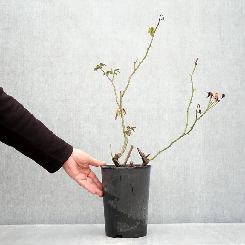 Rosa x floribunda 'Triple Treat' (Rosenstadt Freising) - Shrub Rose 4L/5L pot sample as delivered in autumn
