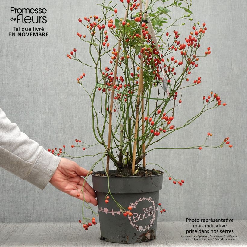 Rosa 'Dynamic Hip Hop' - Shrub Rose 6L/7L pot sample as delivered in autumn