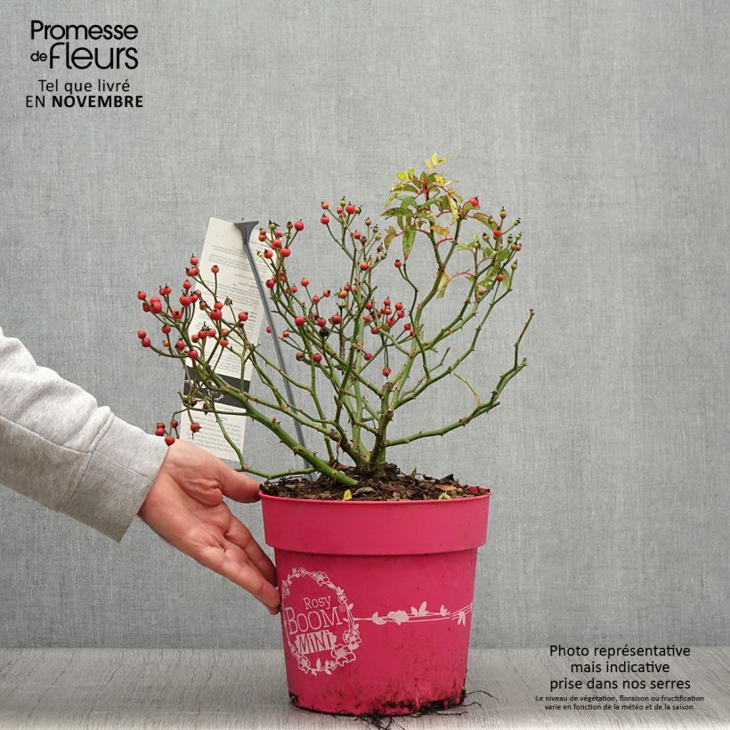 Rosa Rosy Boom Mini 6L/7L pot sample as delivered in autumn