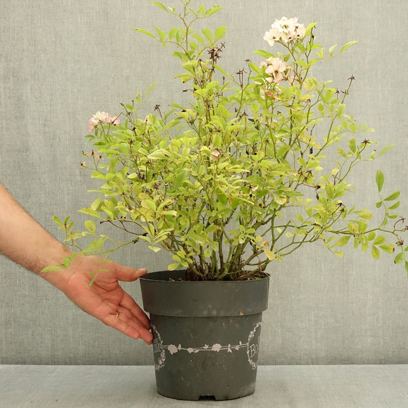 Rosa Rosy Boom 'Abellio' - Shrub Rose 6L/7L pot sample as delivered in summer