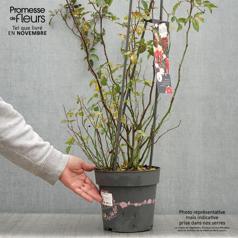 Rosa Rosy Boom La Belle Rouge - Shrub Rose 6L/7L pot sample as delivered in autumn