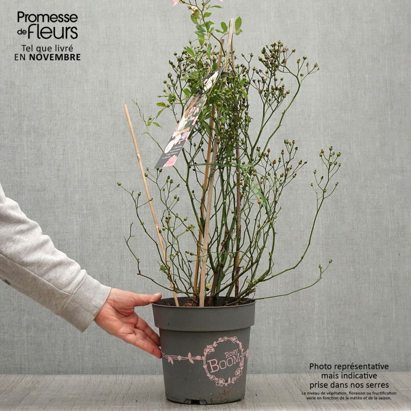 Rosa Rosy Boom Wildlife 6L/7L pot sample as delivered in autumn