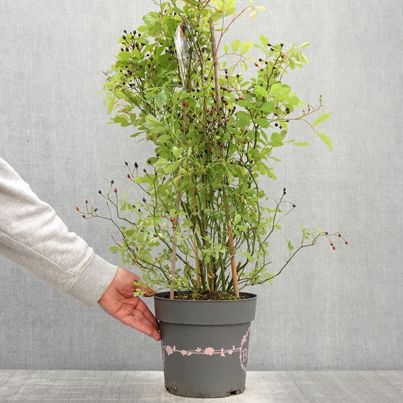 Rosa Rosy Boom Wildlife 6L/7L pot sample as delivered in spring