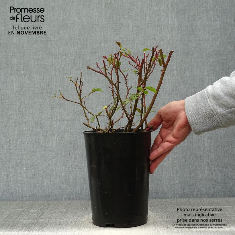 Rosa Rosy Cushion - Shrub Rose 4L/5L pot sample as delivered in autumn