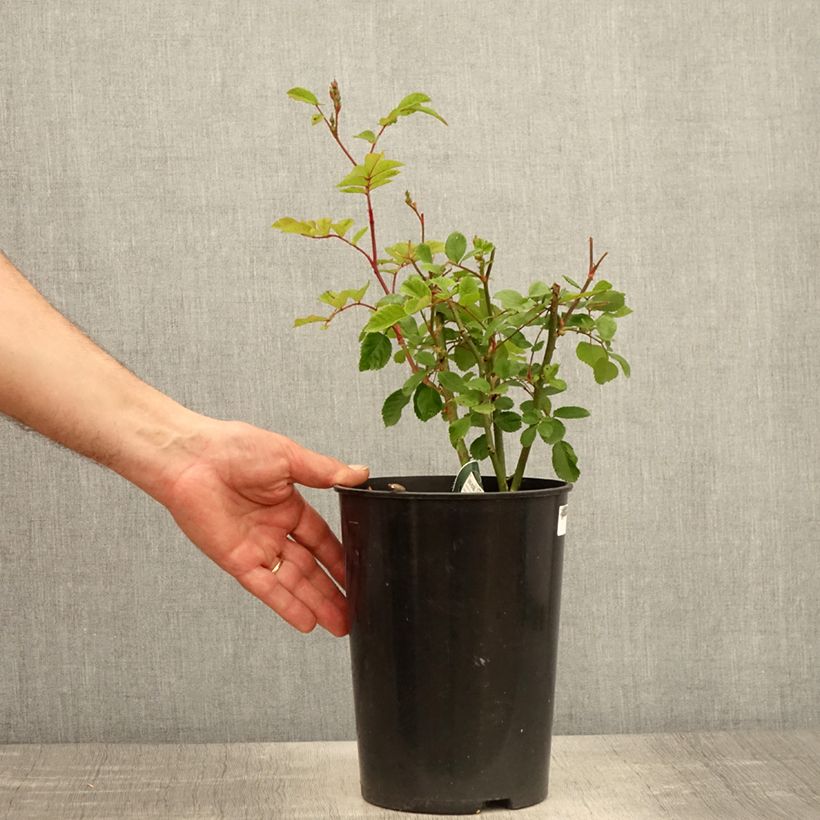 Rosa x moschata 'Rosy Purple' - Shrub Rose 4L/5L pot sample as delivered in spring